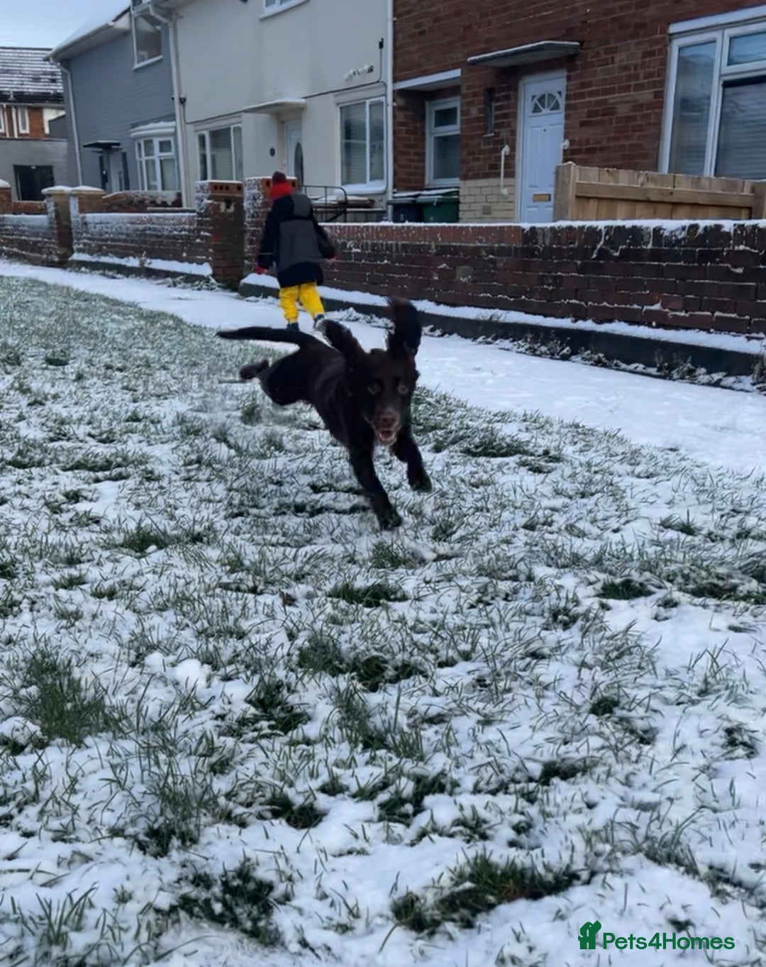 Cocker Spaniel dogs for stud: 🌟B CHOCOLATE COCKER SPANIEL STUD AVAILABLE NOW🌟 - Advert 5