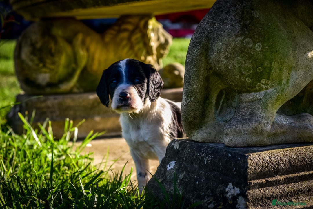 Sprocker dogs for sale: Beautiful Springer Spaniel KC Health Clear Parents - Image 6