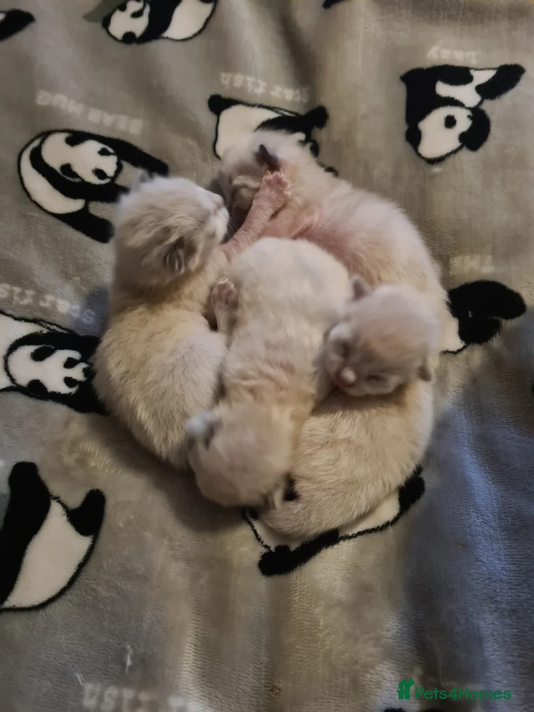 Ragdoll cats for sale: Ragdoll kittens  - Advert 3