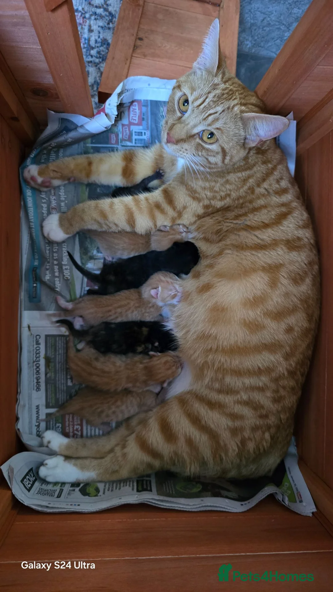 Mixed Breed cats for sale: 8 kitten looking for new forever homes  - Advert 27