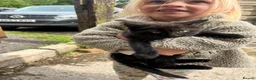Mixed Breed cats for sale: Gorgeous black farm kitten - Advert 3