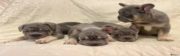 French Bulldog dogs for sale: Quality French Bulldog Lilac & Tan Puppies - Advert 15