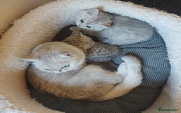 British Shorthair cats for sale: British shorthair kittens male/female - Image 6