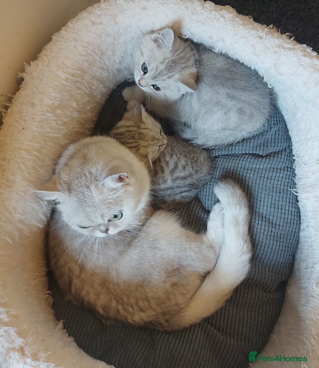 British Shorthair cats for sale: British shorthair kittens male/female - Image 6