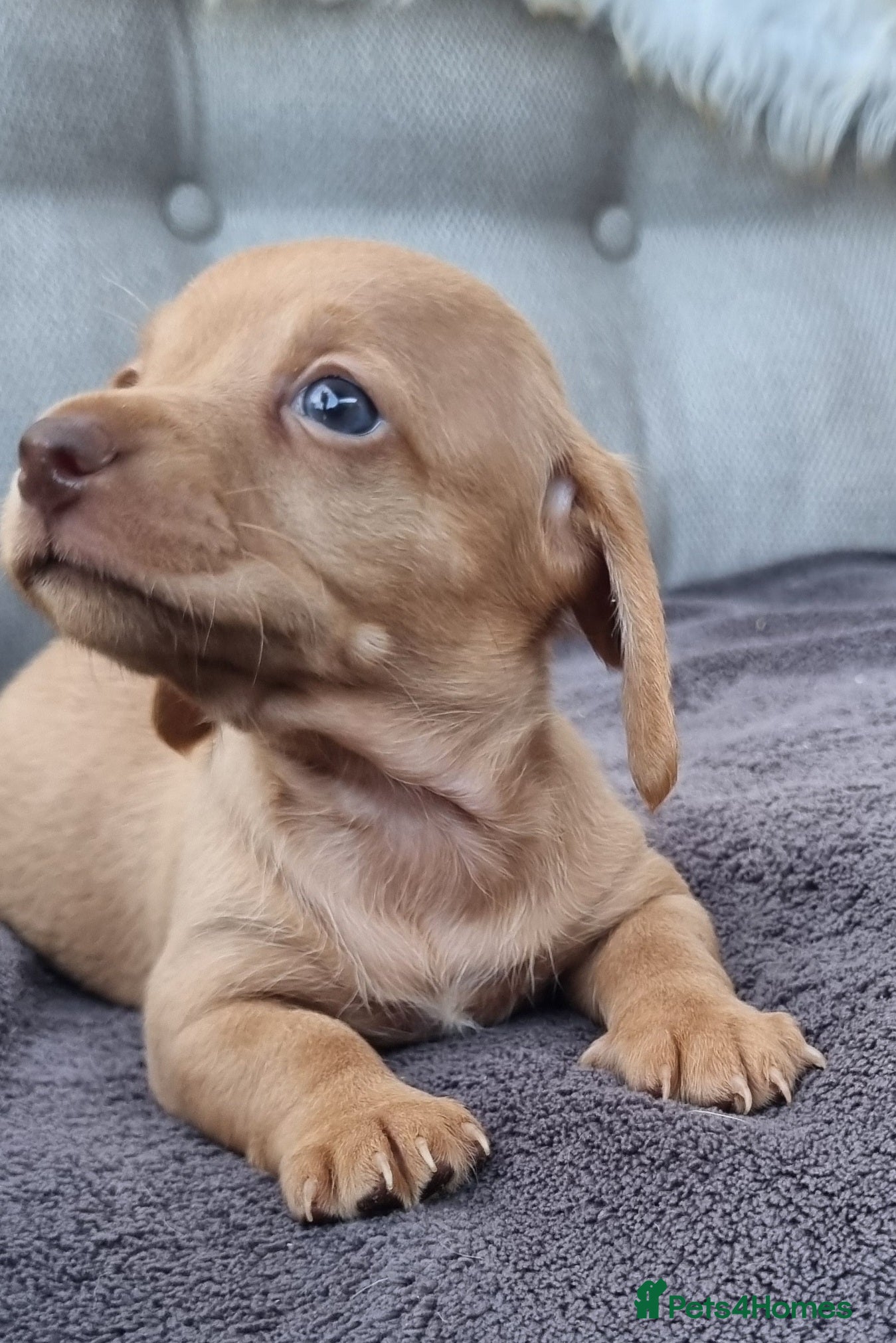 Dachshund dogs 5* True Minature Cream/Choc Dachshund Long Haired - Advert 5