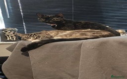 Ragdoll cats for sale: Milo & Smudge - Image 15