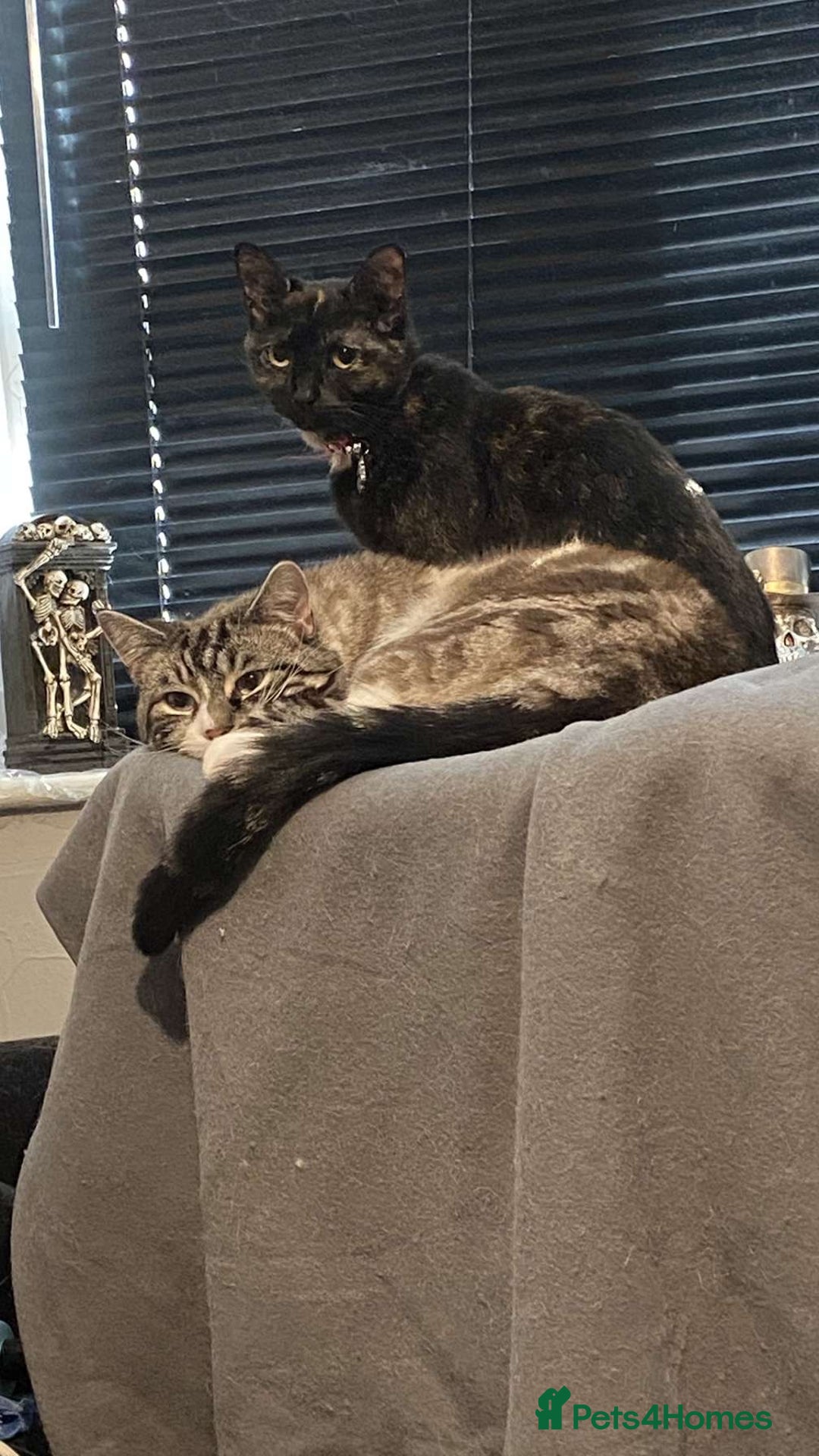 Ragdoll cats for sale: Milo & Smudge - Image 15