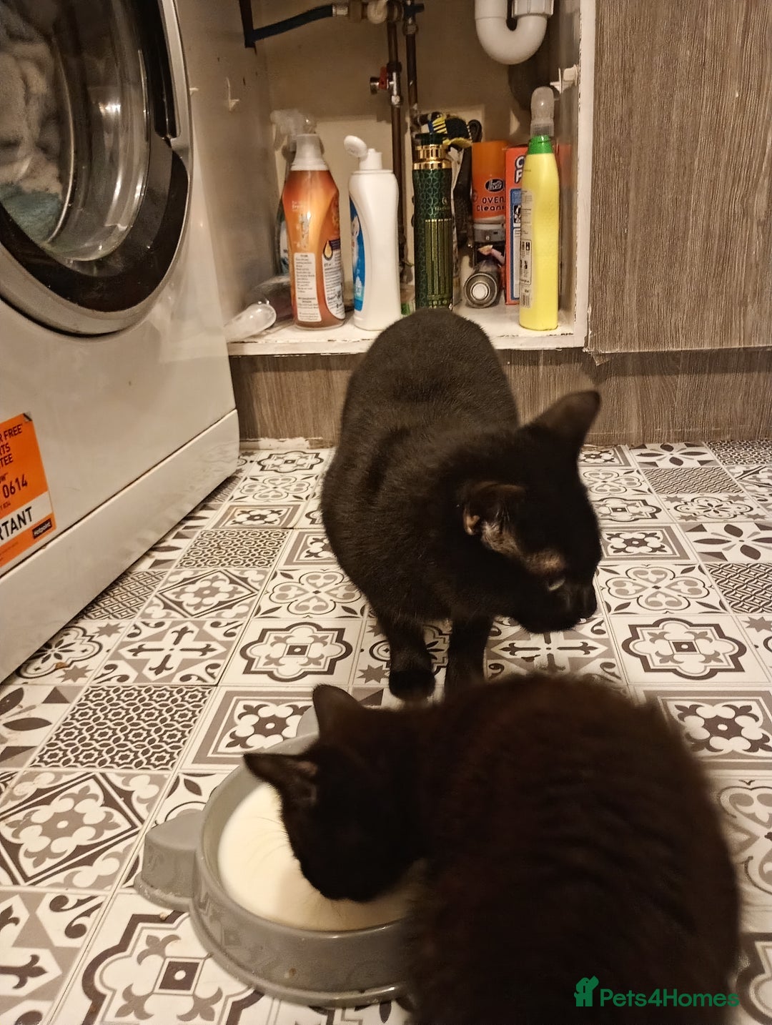 British Longhair cats for sale: Two beautiful kittens for sale  - Advert 4