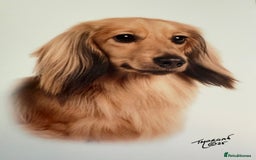 Miniature Dachshund dogs for stud: Quality mini long hair dachshund  - Image 3