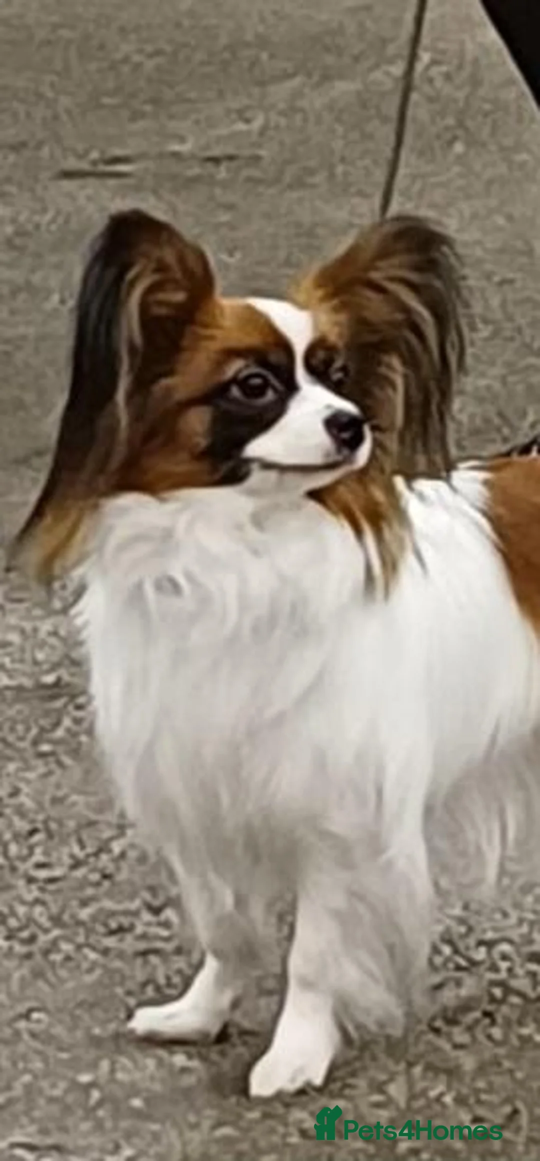 Papillon dogs for sale: Handsome papillon boy - Advert 5