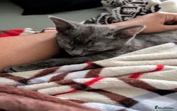 Russian Blue cats for sale: 3 Month Old Kitten Looking 4 a Loving Forever Home - Advert 10