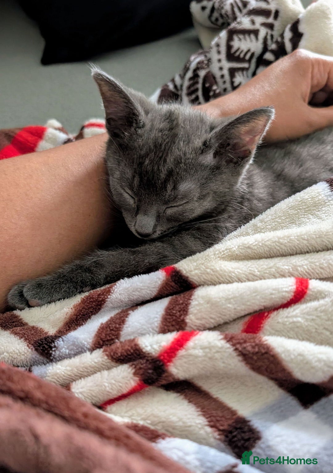 Russian Blue cats for sale: 3 Month Old Kitten Looking 4 a Loving Forever Home - Advert 10