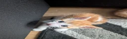 Mixed Breed cats for sale: Beautiful ginger kittens looking for loving homes  - Advert 7
