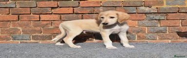 Saluki Puppy 3