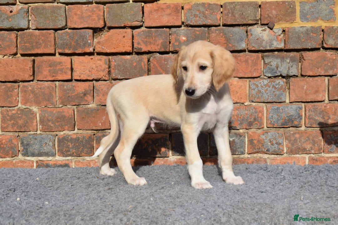 Saluki dogs for sale: ✨Pure Persian Saluki Litter,Now Available✨ - Image 7
