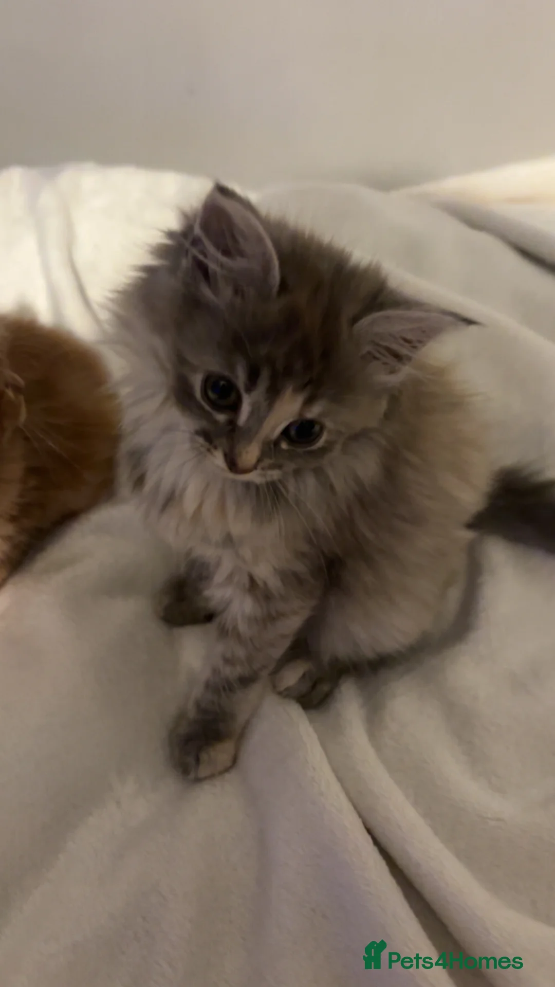 Mixed Breed cats for sale: 2 kittens for sale - Advert 6