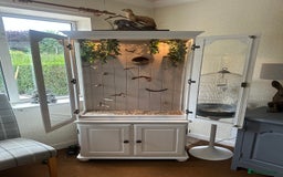 Finches birds for sale: Solid wood Avairys or Vivariums - Image 5