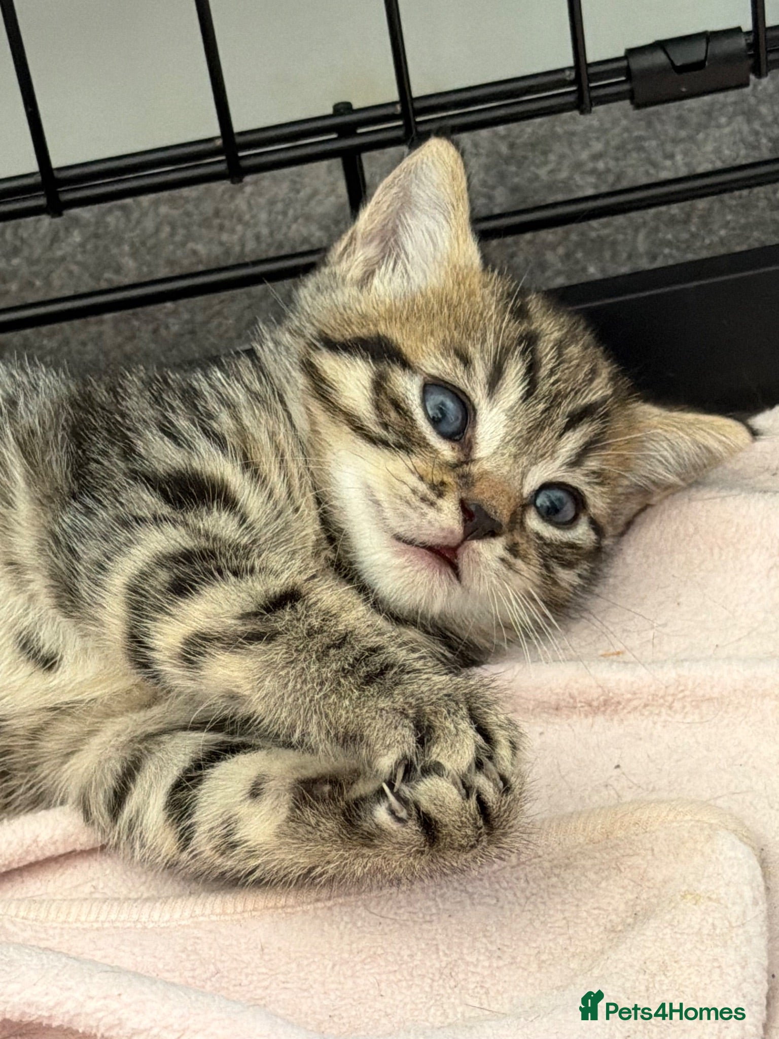 Mixed Breed cats Male kitten - Ready 2 go ❤️ - Advert 1