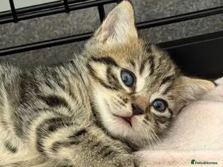 Mixed Breed cats Male kitten - Ready 2 go ❤️ - Advert 1
