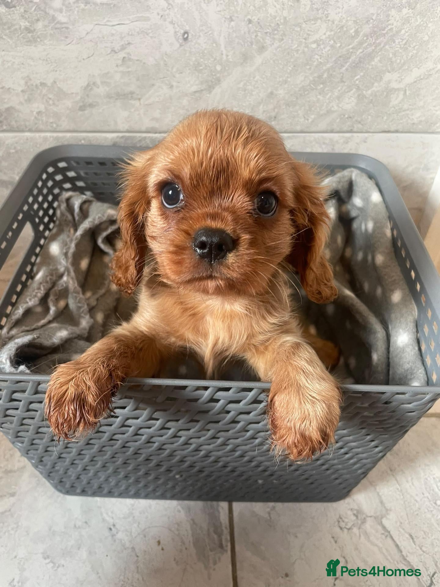 Cavalier King Charles Spaniel dogs READY NOW KC reg old type cavs REDUCED  - Advert 11