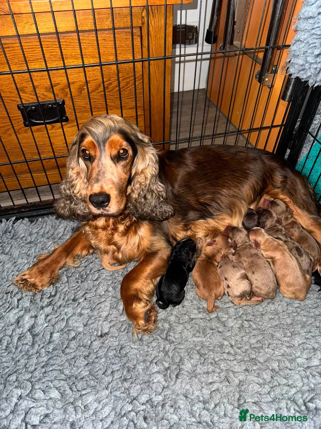 Cockapoo dogs for sale: DNA CLEAR,stunning cockapoos, ready 18th September - Advert 4