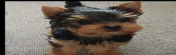 Yorkshire Terrier dogs for sale:   5 generation pedigree sertificate girl  - Advert 2