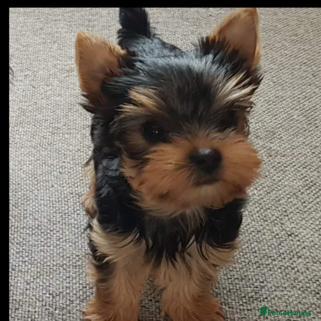 Yorkshire Terrier dogs for sale:   5 generation pedigree sertificate girl  - Advert 2