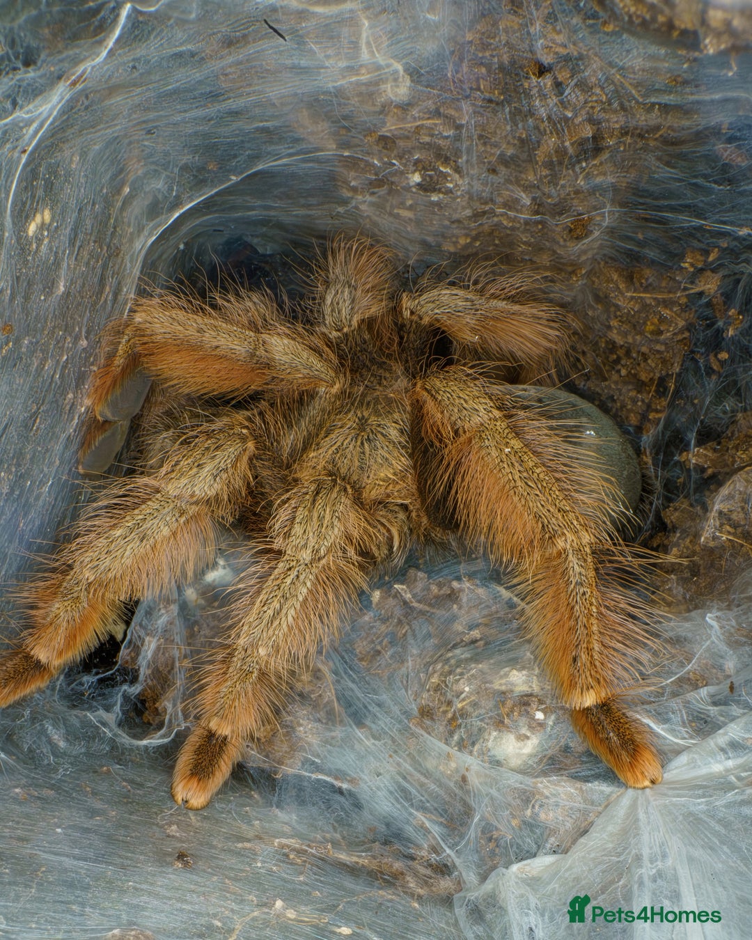 Tarantulas invertebrates for sale: Five species of rare tarantula - Advert 2
