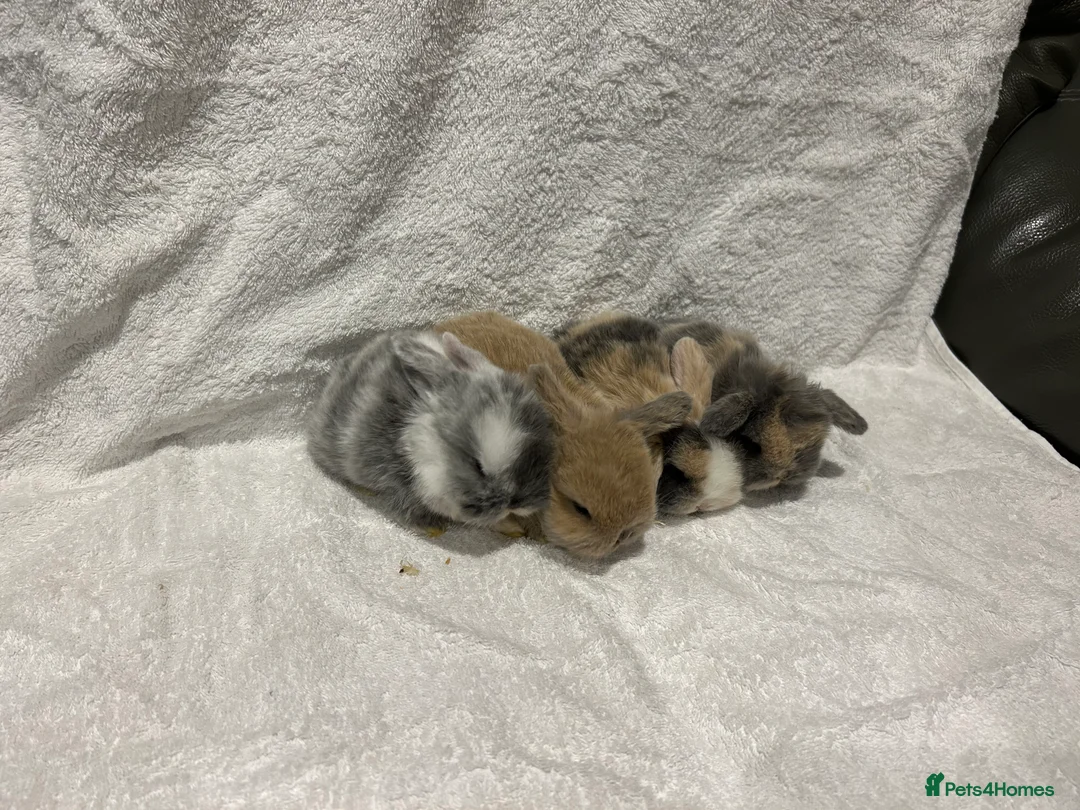 Mini Lop rabbits for sale: Pure Bred Mini Lop Baby Rabbits - Advert 23