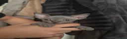 Sphynx cats for sale: Sphynx kittens  - Advert 6