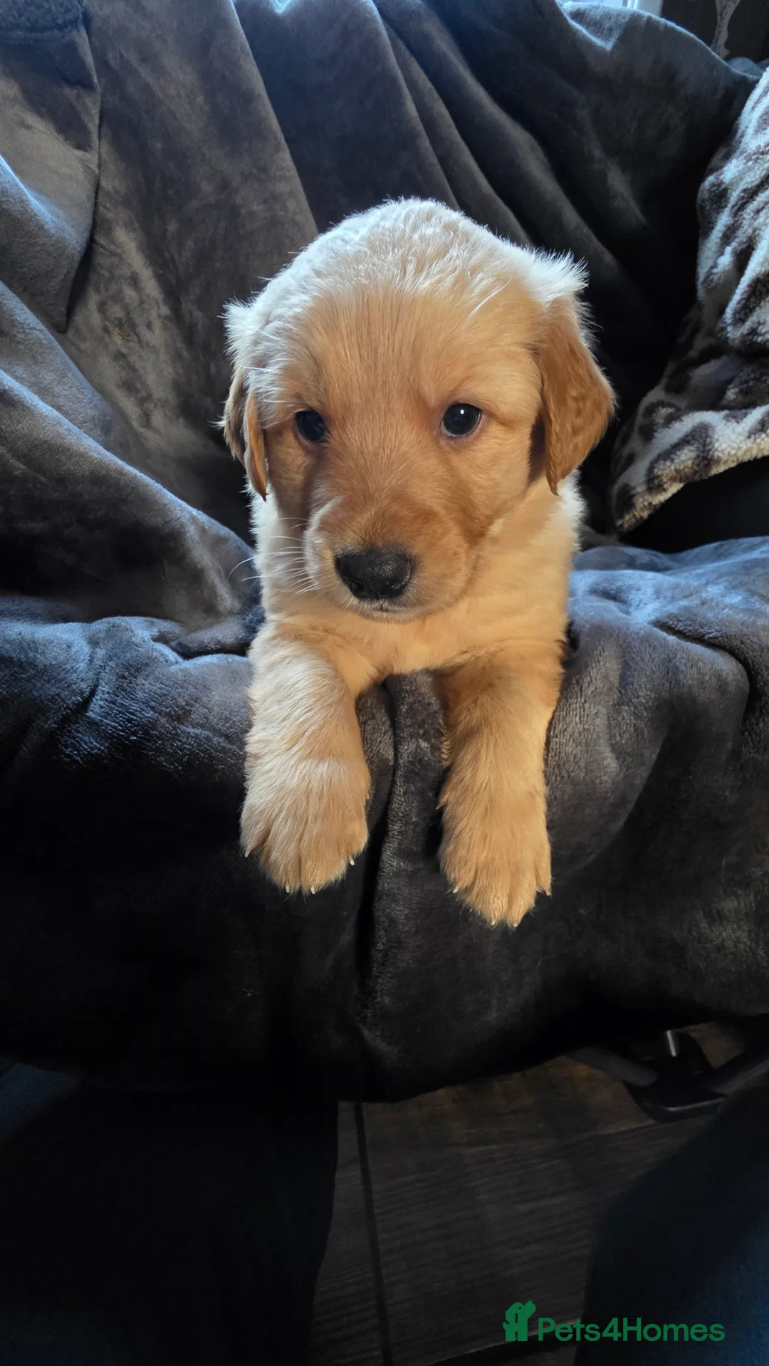 Mixed Breed dogs for sale: Golden shepherds - Advert 25