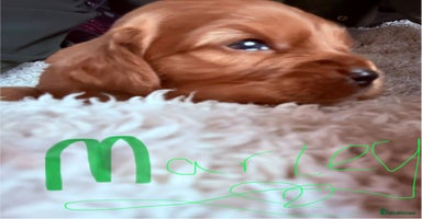 Mixed Breed dogs Ruby red cockaliers  - Advert 1