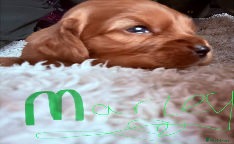 Mixed Breed dogs Ruby red cockaliers  - Advert 13