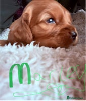 Mixed Breed dogs Ruby red cockaliers - Advert 1