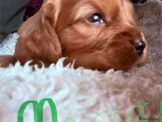 Mixed Breed dogs Ruby red cockaliers - Advert 15