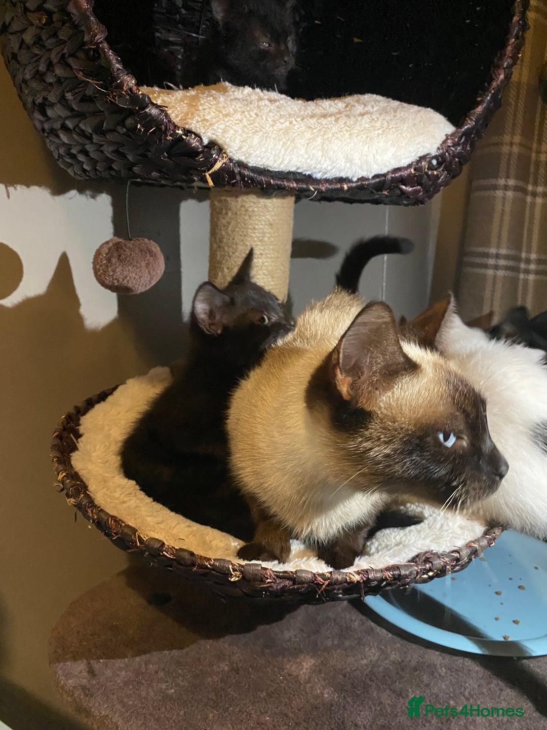 Mixed Breed cats for sale: Black/Black&White Kittens For Sale - Image 10