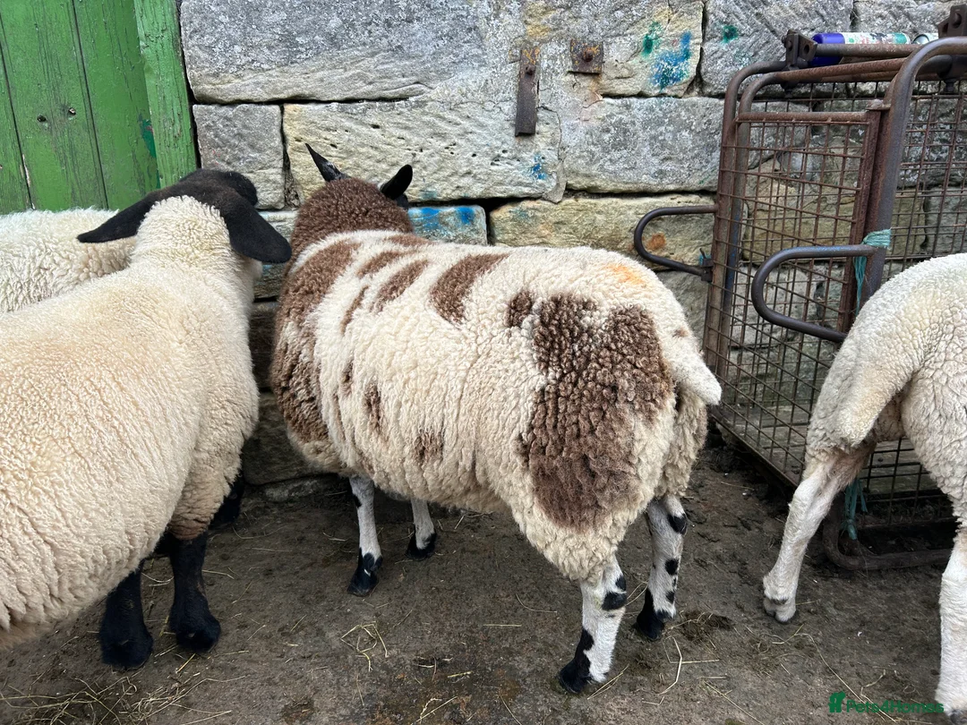 Sheep livestock for sale: Selection of graded Dutch spotted gimmer hoggs  - Advert 5