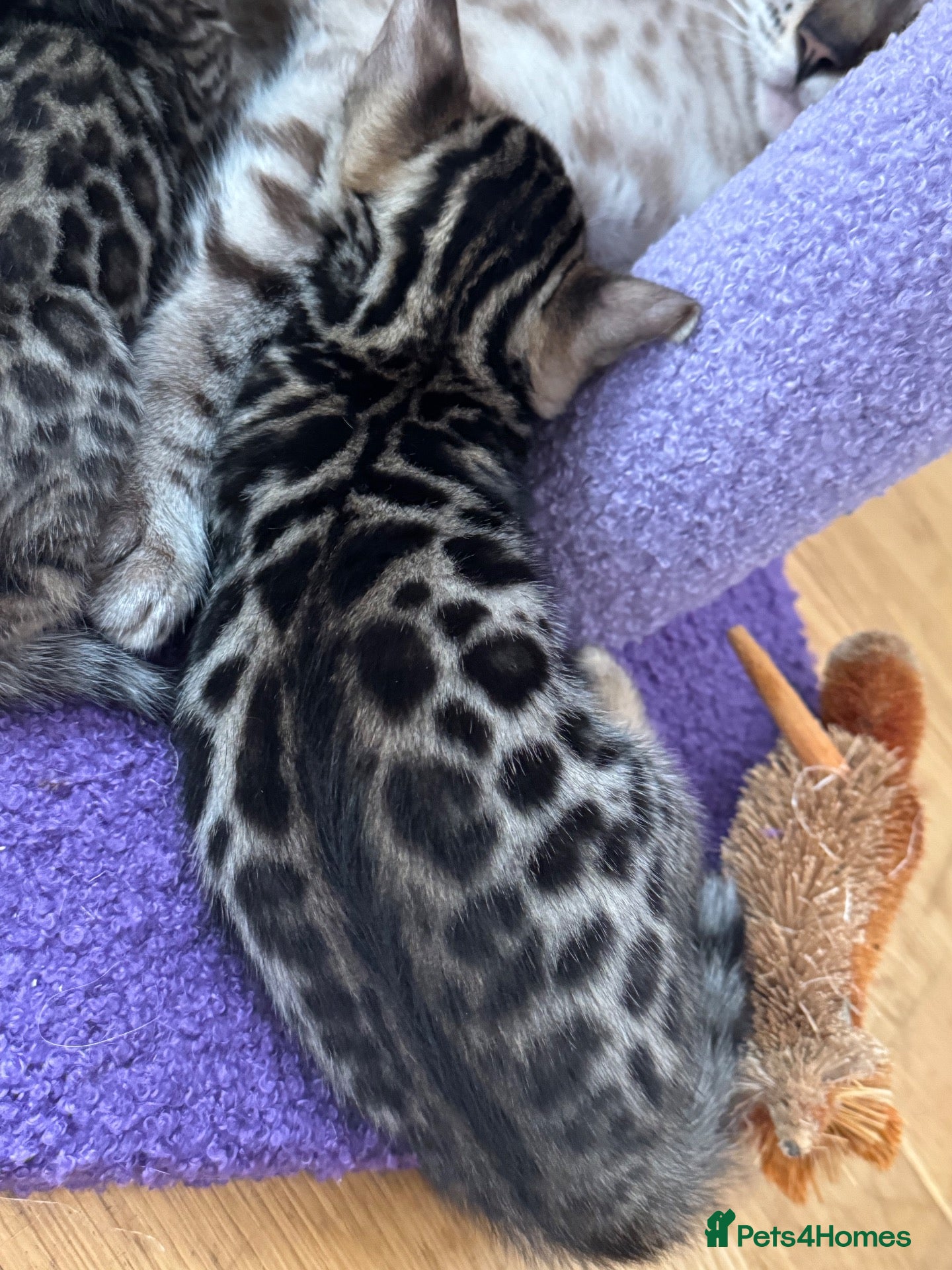 Bengal cats Outstanding Bengal kittens , European champion dad - Advert 3