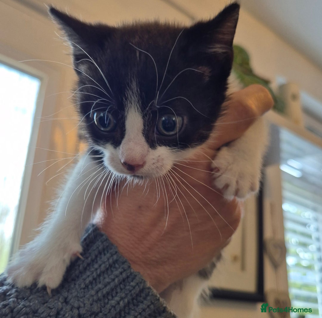 Mixed Breed cats for sale: Mixed Breed Kittens For Sale  - Image 5