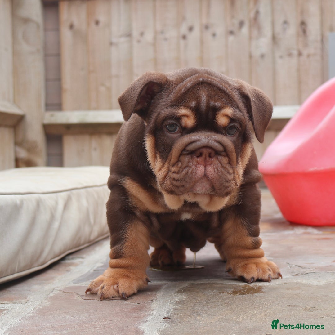English Bulldog dogs for sale: 2 Gorgeous English Bulldog Pups 🩷 - Image 14