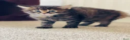 Mixed Breed cats for sale: Bengal x Kittens almost ready to go in Bracknell - Advert 5
