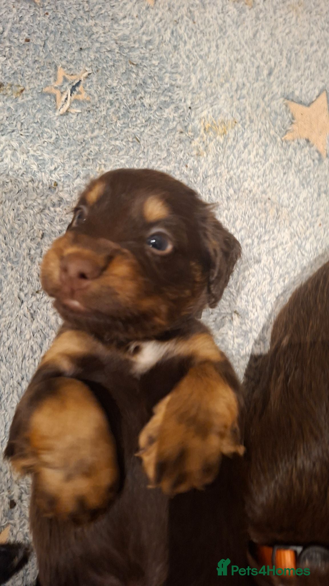 Cocker Spaniel dogs Working Cocker Spaniel Puppies - Advert 2