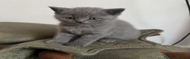 British Shorthair 1