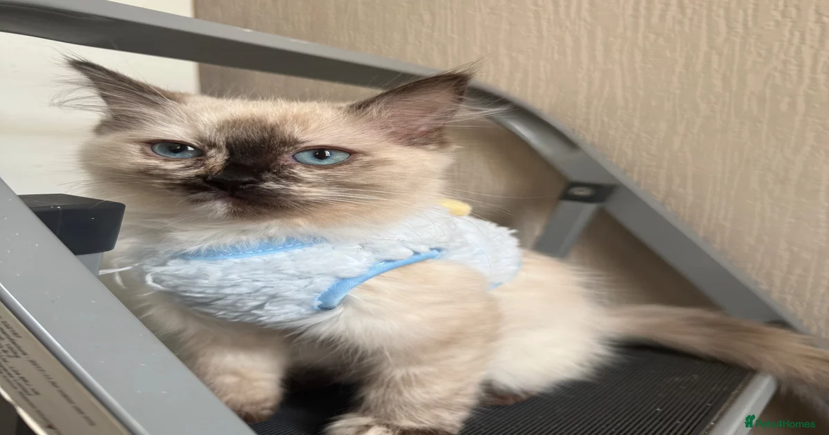 Ragdoll girl for sale in Heanor | Pets4Homes