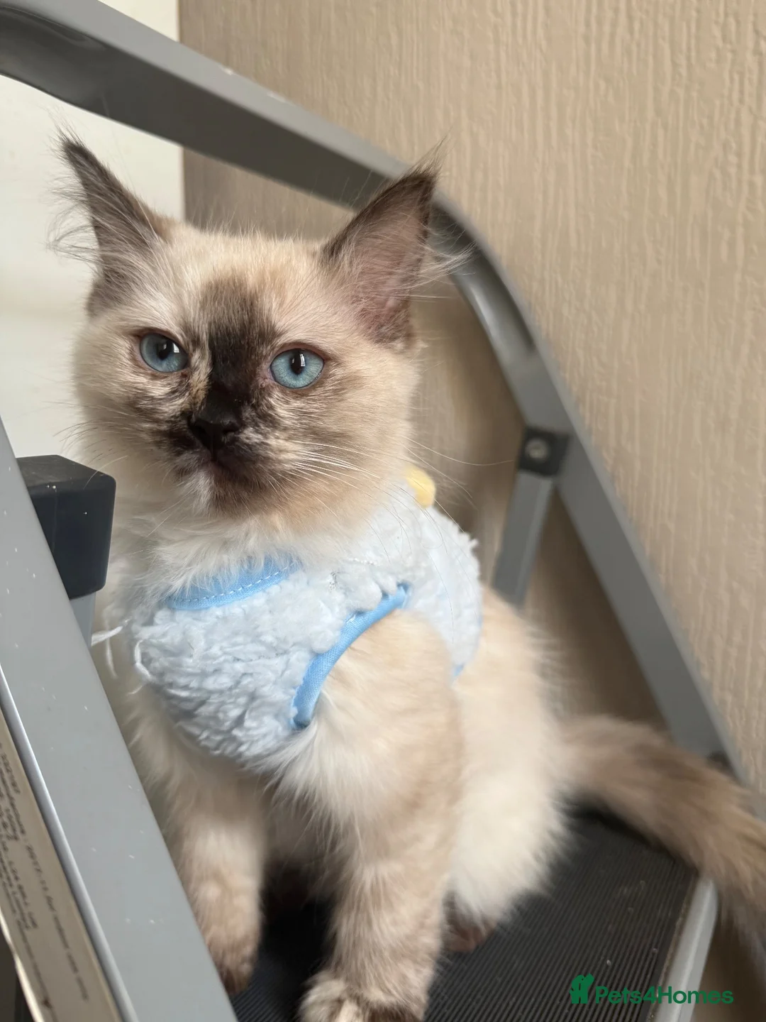 Ragdoll cats for sale: Ragdoll girl  - Advert 1