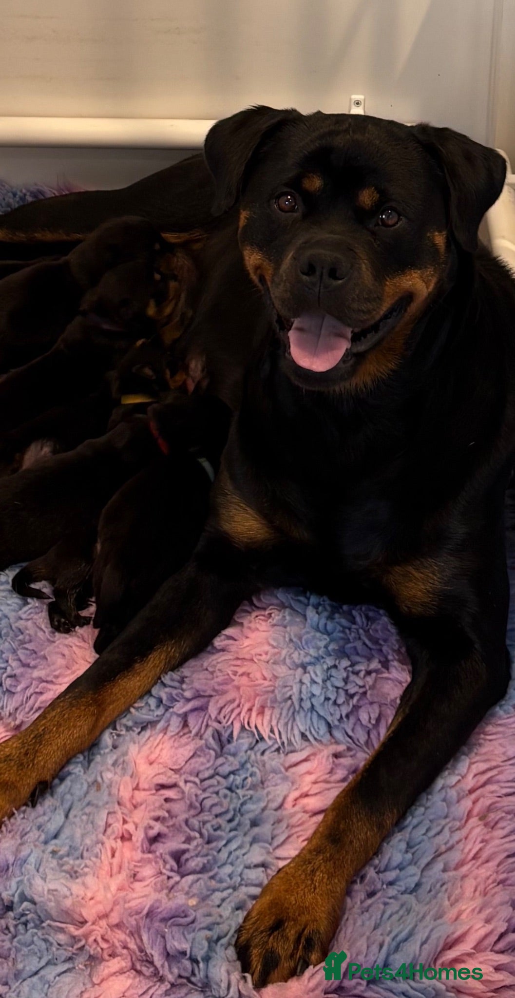 Rottweiler dogs Beautiful litter of KC Rottweilers  - Advert 2