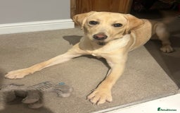 Labrador Retriever dogs for sale: 8 month old male Golden Labrador Retriever - Image 2