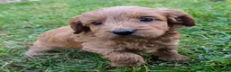 Cockapoo dogs for sale: Licensed breeder, health tested F1 cockapoos - Advert 23