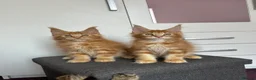 Maine Coon cats for sale: ✨5 GCCF Pure bred MC kittens  - Advert 8