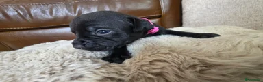 Pink collar Girl💗 